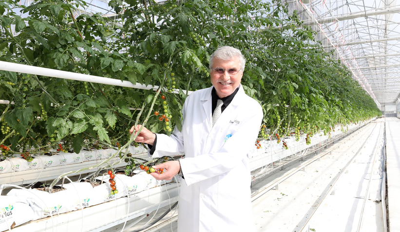 Akyazı'da 700 tondan fazla domates üretimi yapıldı