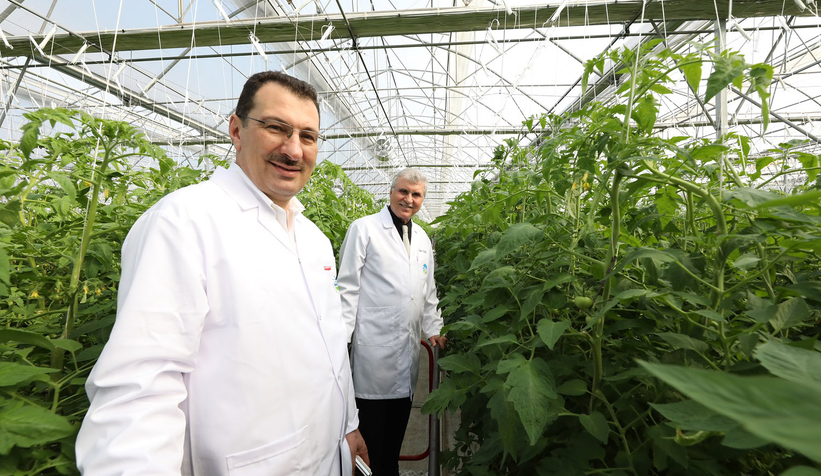 Akyazı'da 700 tondan fazla domates üretimi yapıldı