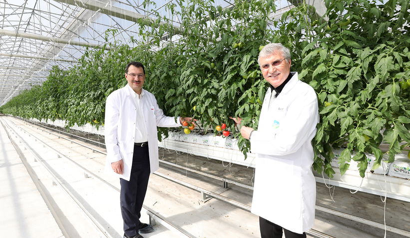 Akyazı'da 700 tondan fazla domates üretimi yapıldı