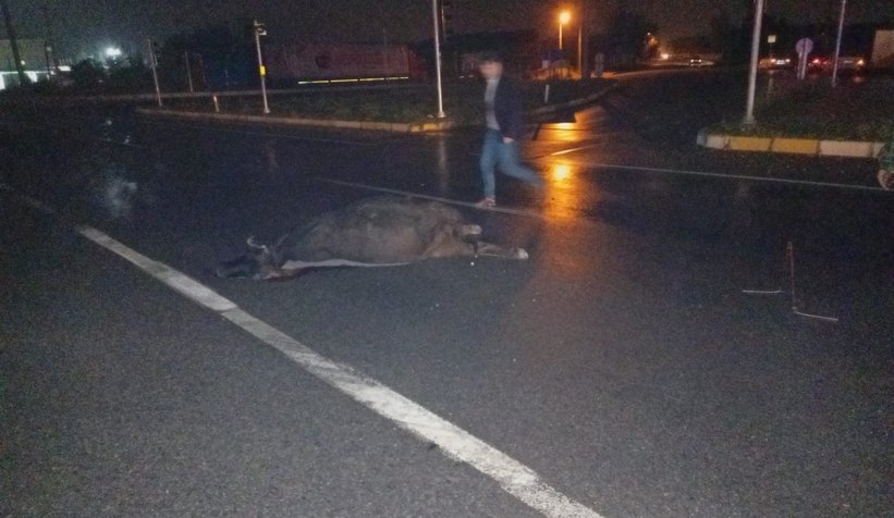 Akyazı'da ambulansın çarptığı ineğin sahibi bulundu