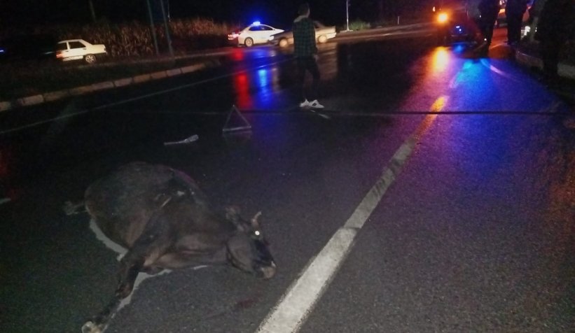 Akyazı'da ambulansın çarptığı ineğin sahibi bulundu