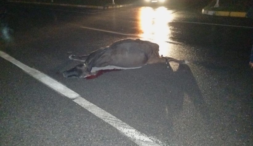 Akyazı'da ambulansın çarptığı ineğin sahibi bulundu