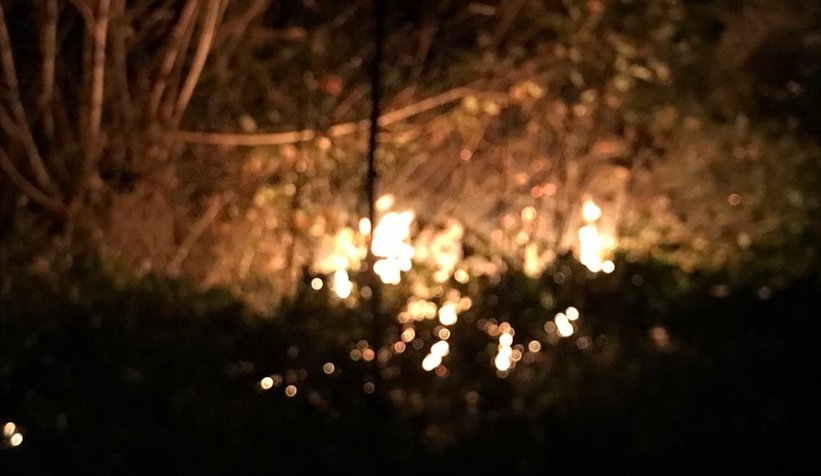 Akyazı'da anız ateşi ağaçları kül edecekti