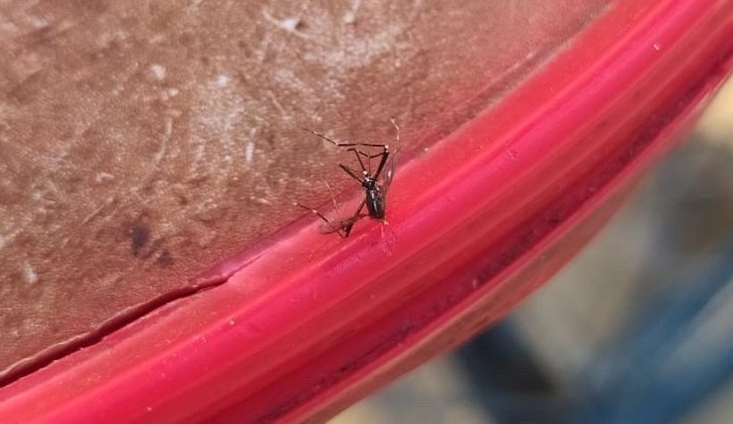 Akyazı'da Asya kaplanı korkusu