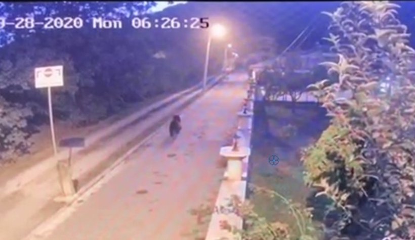 Akyazı'da ayı paniği