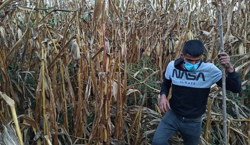 Akyazı'da ayı paniği