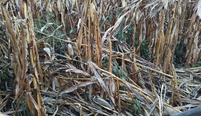 Akyazı'da ayı paniği