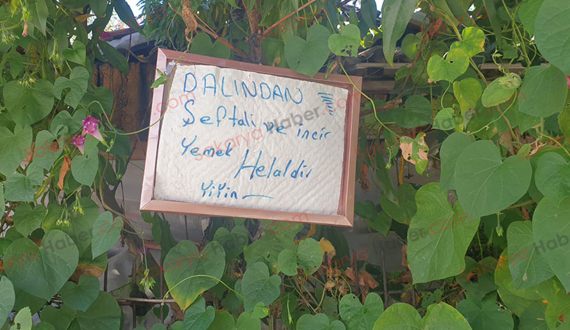 akyazi-da-bahce-sahibinden-ornek-davranisk0xlahprq2