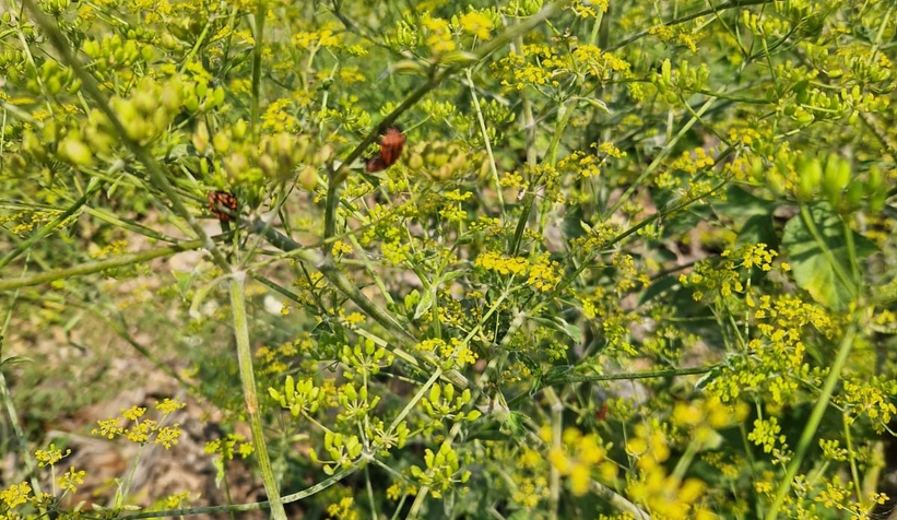 Akyazı'da bahçelerde görülen bu böcek tedirgin etti