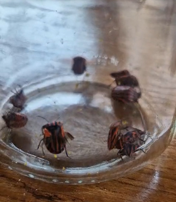 Akyazı'da bahçelerde görülen bu böcek tedirgin etti