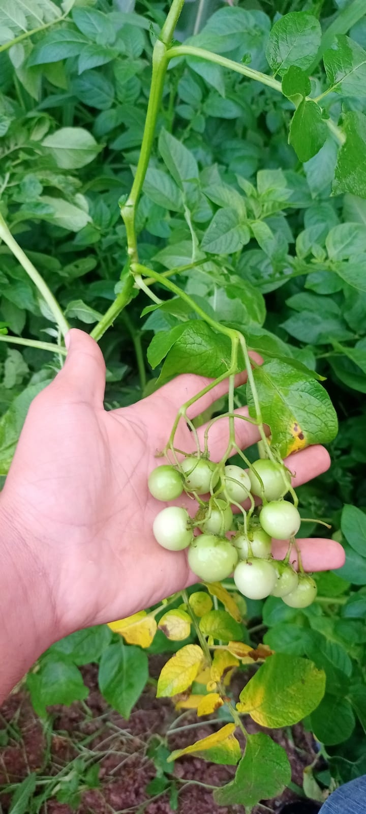 Akyazı'da bir garip olay, patates ektiler domates çıktı