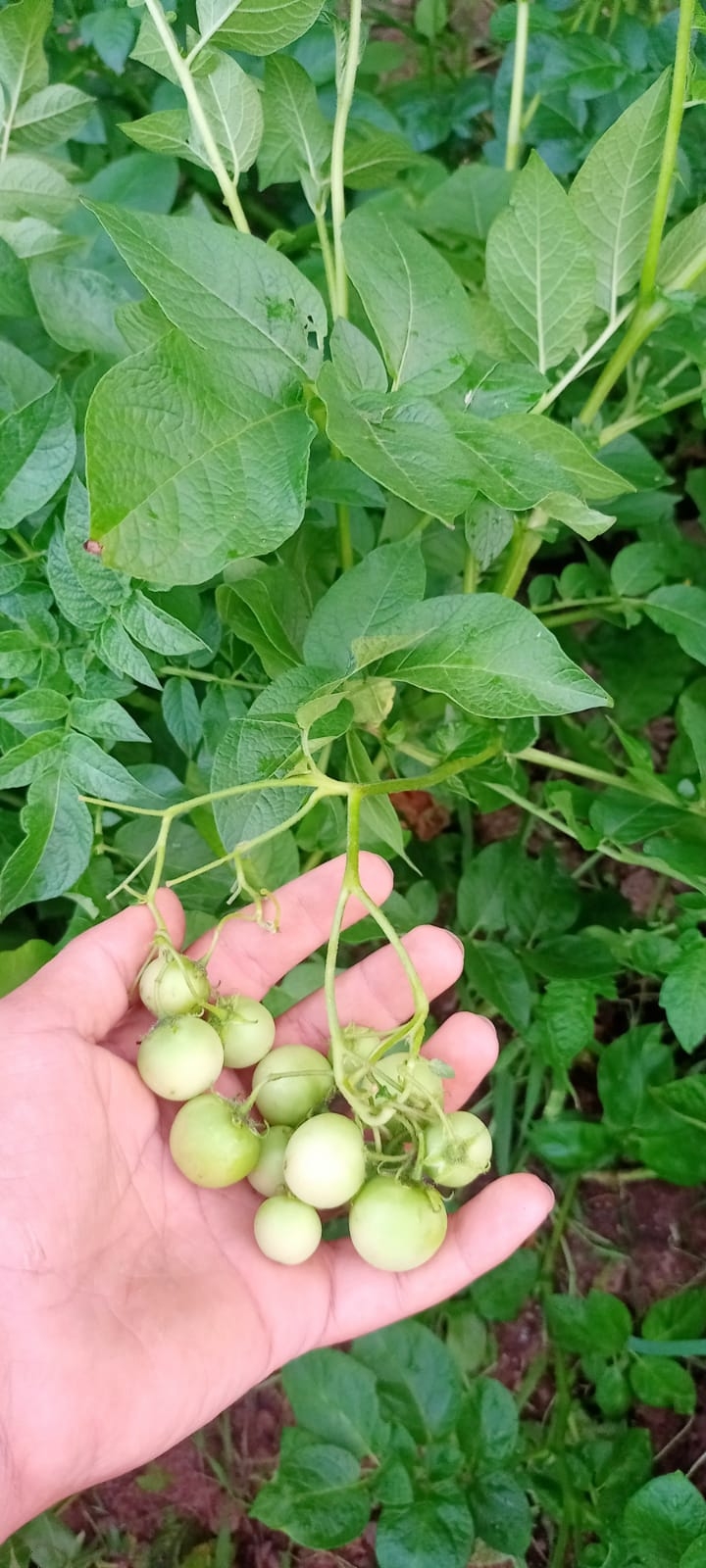 Akyazı'da bir garip olay, patates ektiler domates çıktı