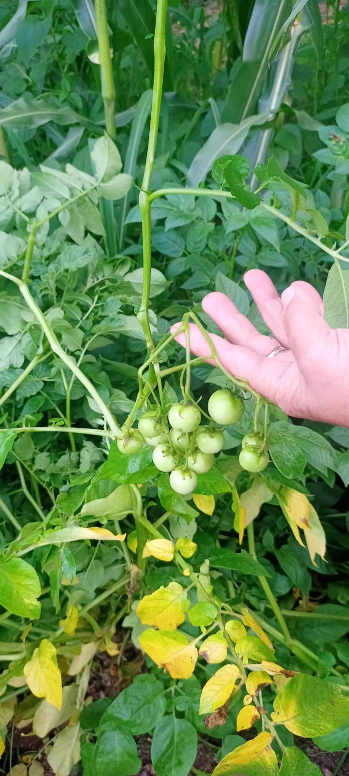 Akyazı'da bir garip olay, patates ektiler domates çıktı