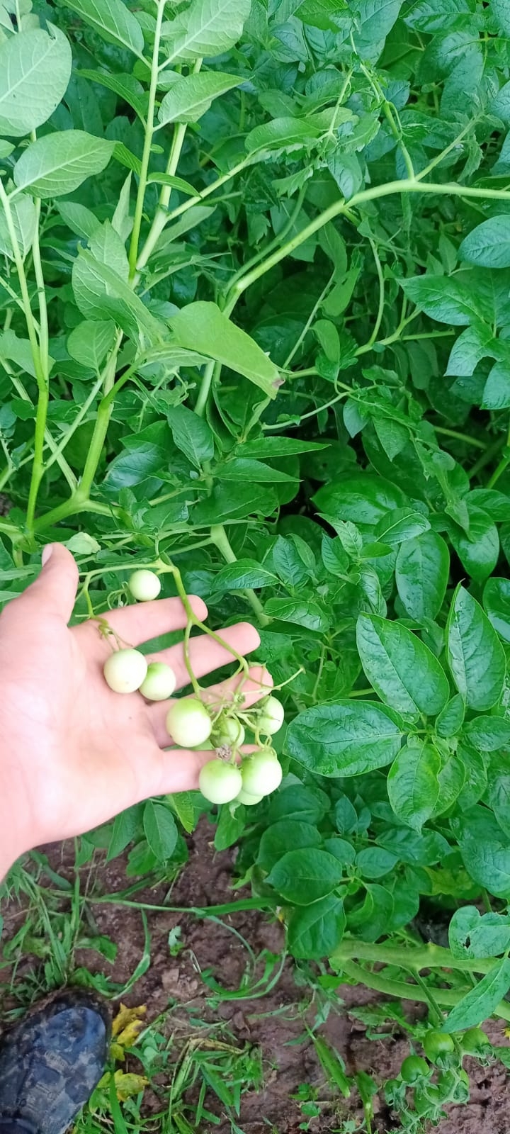 Akyazı'da bir garip olay, patates ektiler domates çıktı