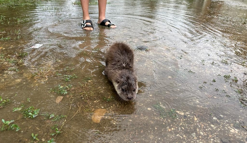 Akyazı'da bulunan yavru su samuru Milli Parklar'a teslim edildi