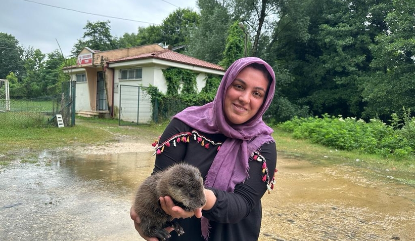 Akyazı'da bulunan yavru su samuru Milli Parklar'a teslim edildi