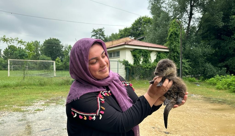 Akyazı'da bulunan yavru su samuru Milli Parklar'a teslim edildi