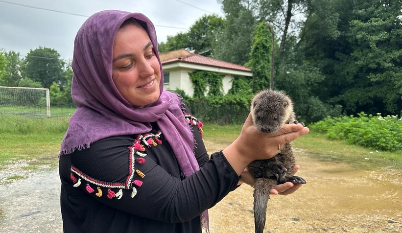 Akyazı'da bulunan yavru su samuru Milli Parklar'a teslim edildi