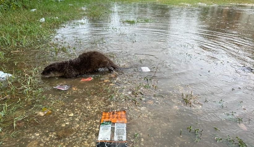Akyazı'da bulunan yavru su samuru Milli Parklar'a teslim edildi