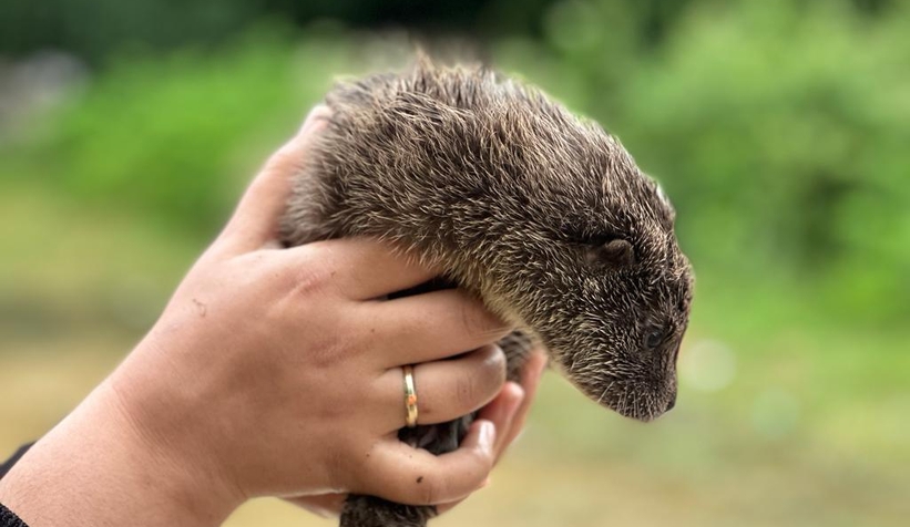 Akyazı'da bulunan yavru su samuru Milli Parklar'a teslim edildi