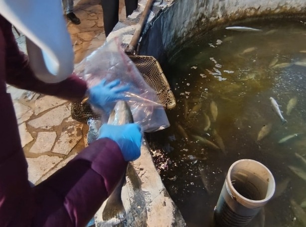 Akyazı'da çevre felaketi; Alabalık tesisinde ve deredeki balıklar öldü