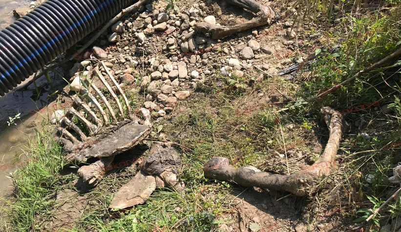 akyazi-da-etleri-siyrilmis-at-kemikleri-bulundul1f1ddr0d2
