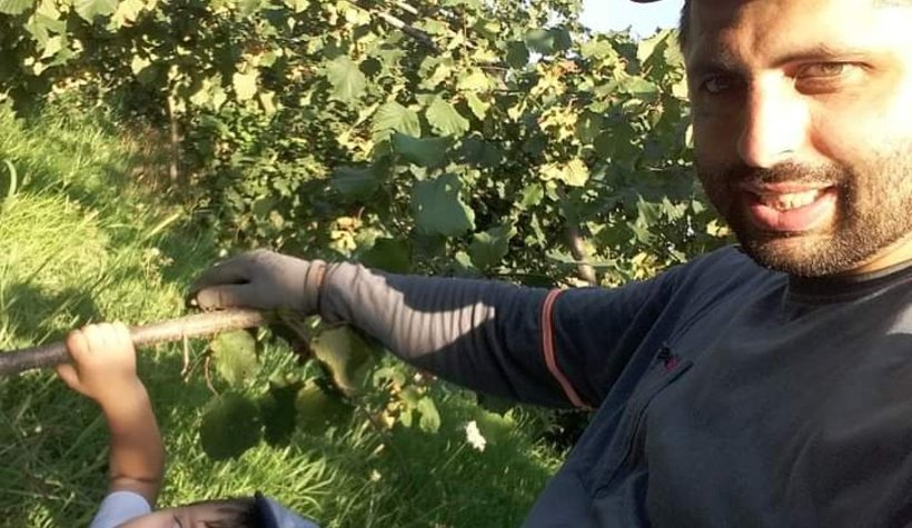 Akyazı'da fındık toplanmaya başlandı