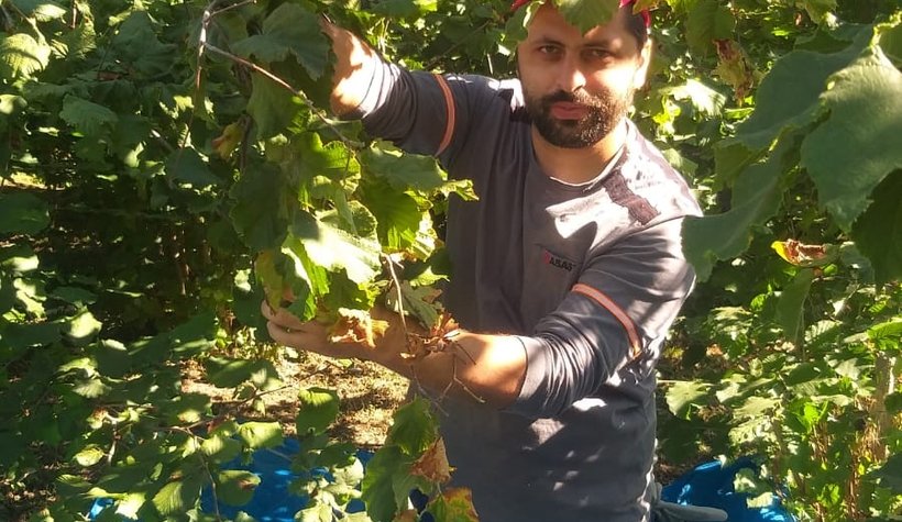 Akyazı'da fındık toplanmaya başlandı