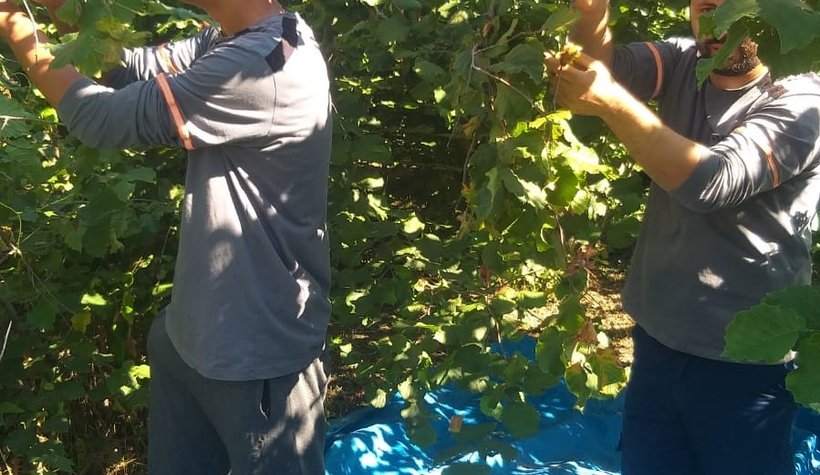 Akyazı'da fındık toplanmaya başlandı