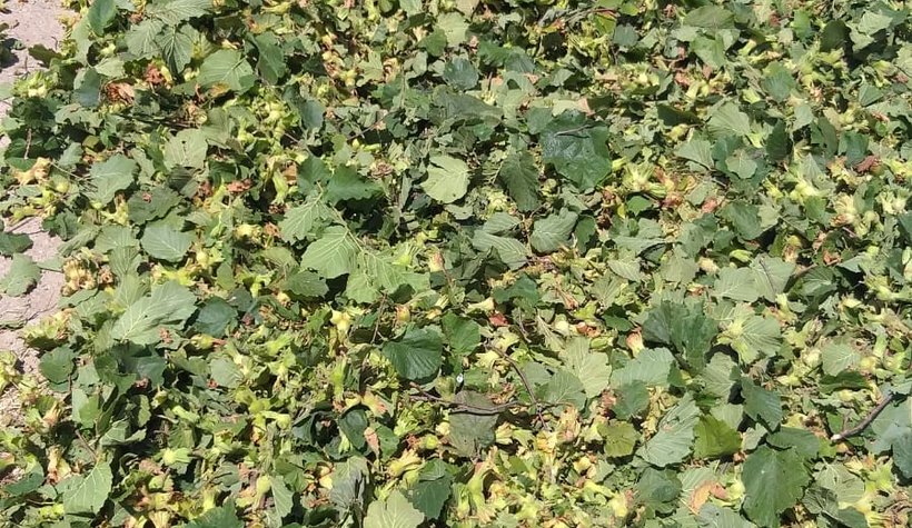 Akyazı'da fındık toplanmaya başlandı