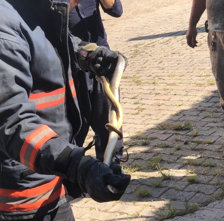 Akyazı'da iş yerinde yılan paniği