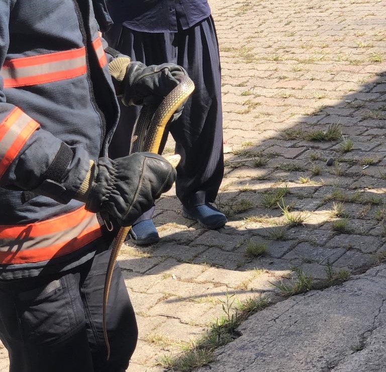 Akyazı'da iş yerinde yılan paniği