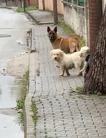 akyazi-da-kopekler-okula-giden-cocugu-kovaladiwwl2mgfwyt
