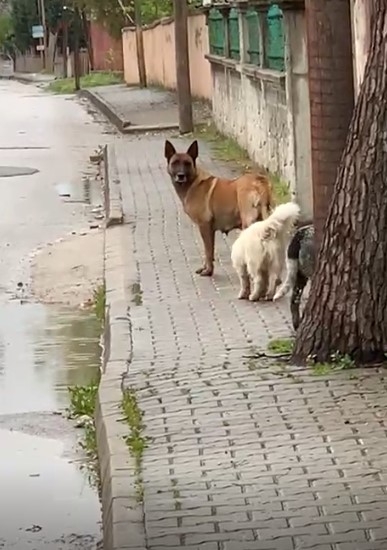 akyazi-da-kopekler-okula-giden-cocugu-kovaladiwwl2mgfwyt