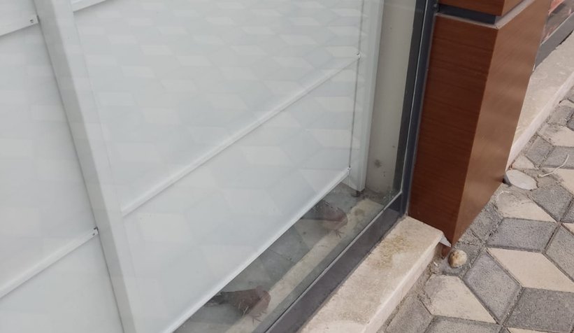 Akyazı'da kuş kurtarma operasyonu