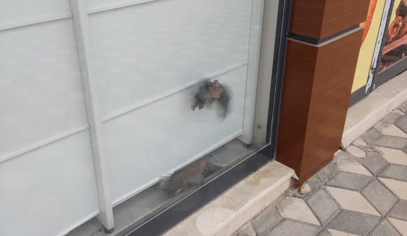 Akyazı'da kuş kurtarma operasyonu