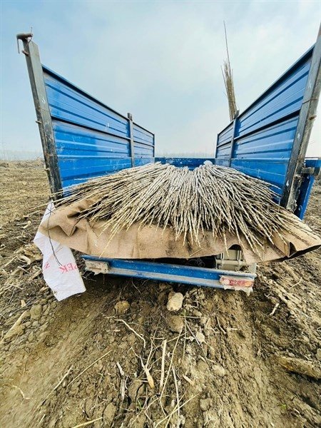 Akyazı'da orman işletme Kavaktan para kazanacak