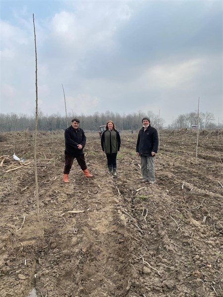 Akyazı'da orman işletme Kavaktan para kazanacak