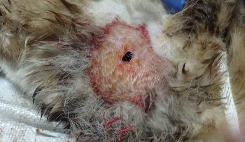  Akyazı'da sahipli köpeği vurdular