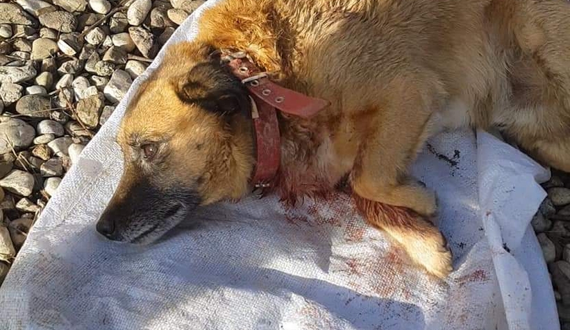  Akyazı'da sahipli köpeği vurdular