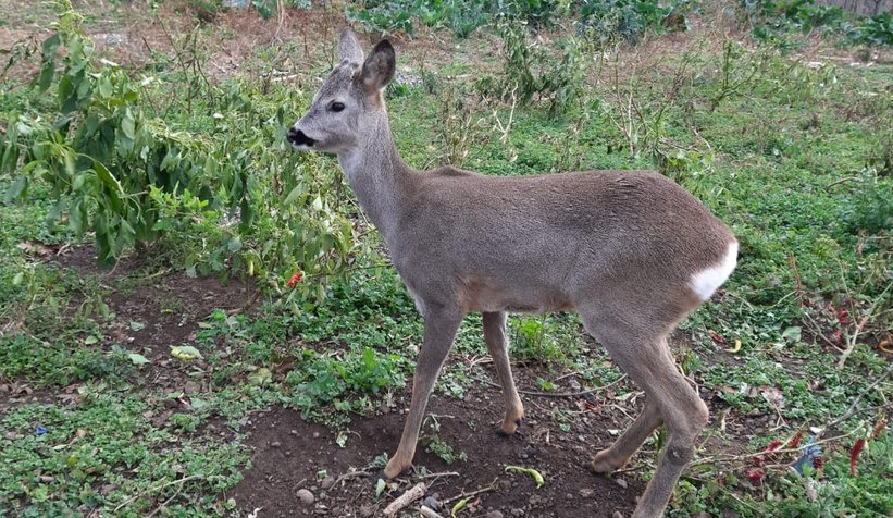 Akyazı'da şaşırtan görüntü