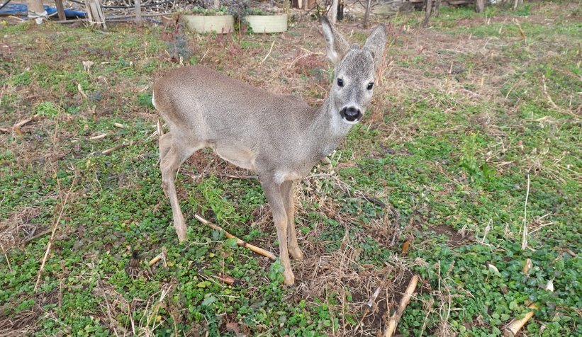 Akyazı'da şaşırtan görüntü