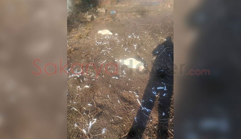 Akyazı'da sokak köpekleri tavuk ve hindileri telef etti