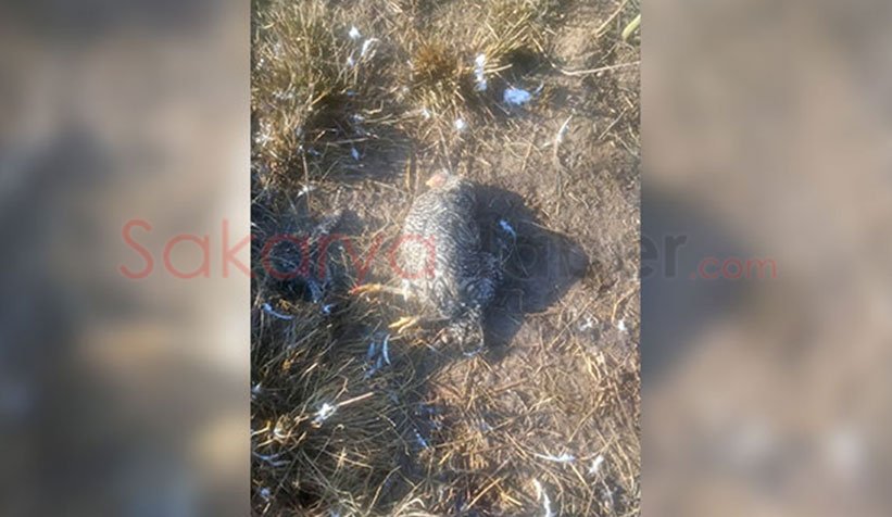 Akyazı'da sokak köpekleri tavuk ve hindileri telef etti