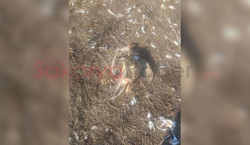 Akyazı'da sokak köpekleri tavuk ve hindileri telef etti