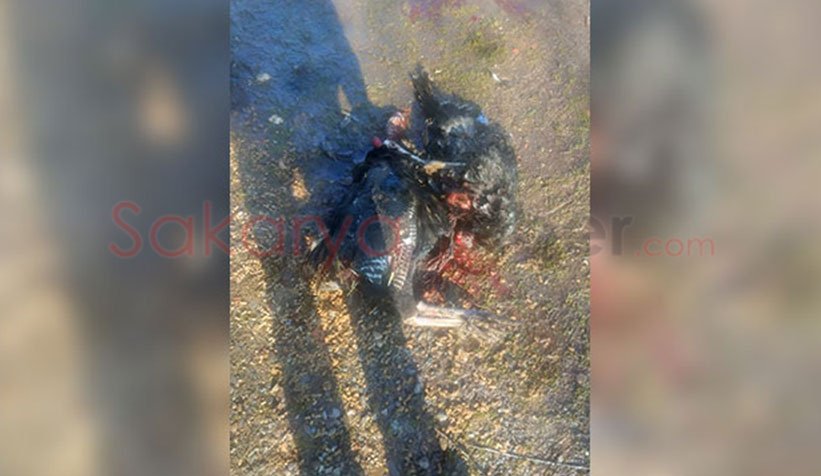 Akyazı'da sokak köpekleri tavuk ve hindileri telef etti