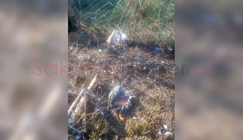 Akyazı'da sokak köpekleri tavuk ve hindileri telef etti
