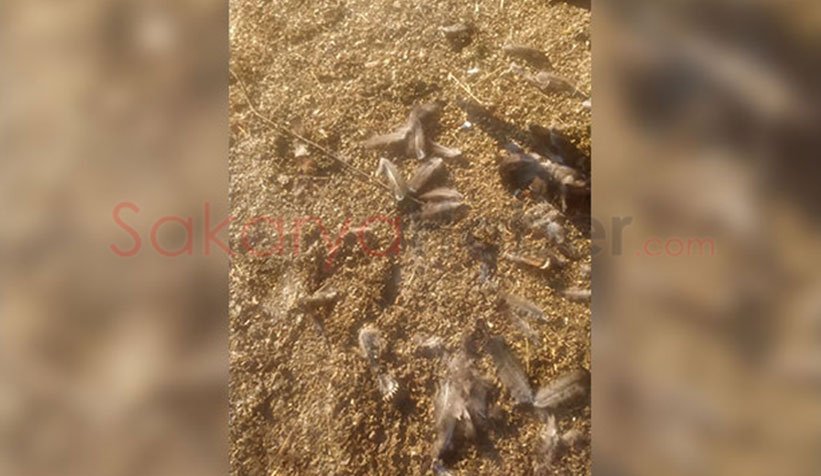 Akyazı'da sokak köpekleri tavuk ve hindileri telef etti