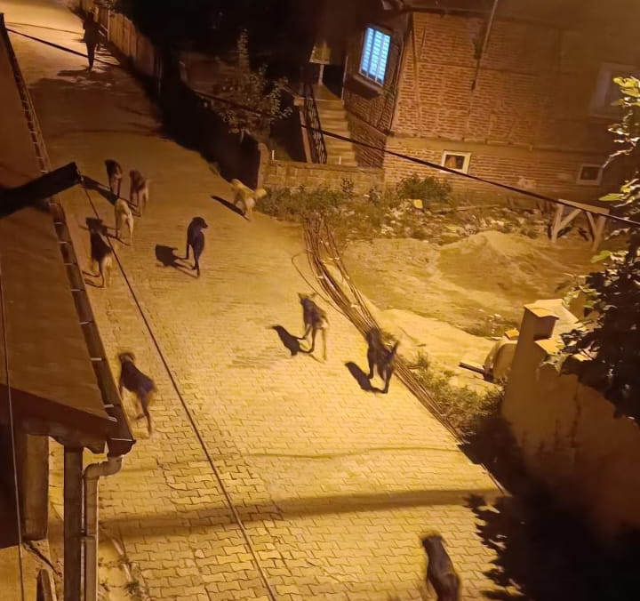 Akyazı'da sürüler halinde gezen köpekler korku saçıyor