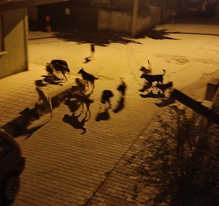 Akyazı'da sürüler halinde gezen köpekler korku saçıyor